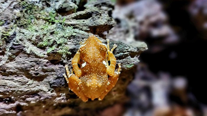 Nasib Malang Katak Pohon Mutiara, Satwa Langka yang Terancam Punah